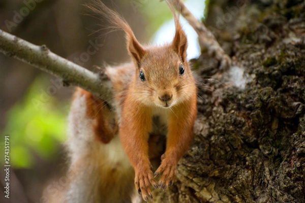 Fototapeta Red squirrel have a rest on the tree