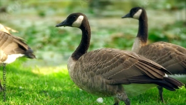 Obraz Close up ducks standing for food
