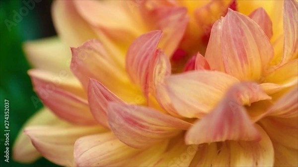 Obraz Close-up Image of Beautiful Orange Chrysanthemum