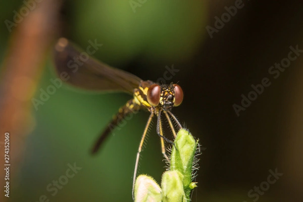 Obraz Dragonfly on branches in nature
