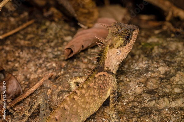 Obraz Close up chameleon in the forest