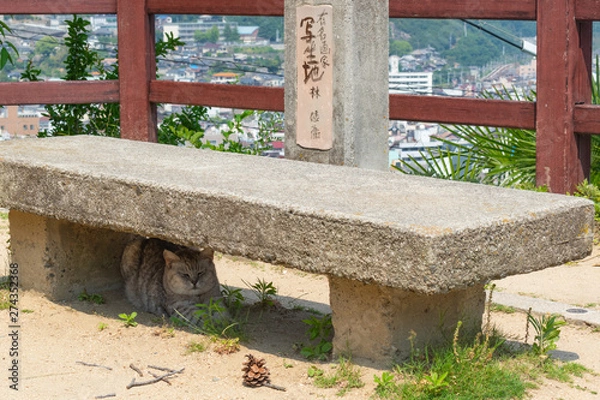 Fototapeta 尾道の野良猫