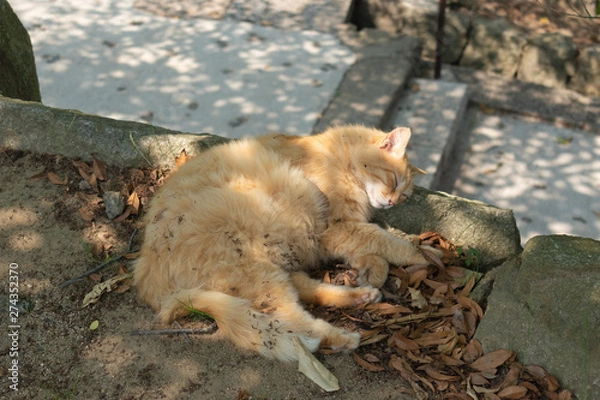 Obraz 尾道の野良猫