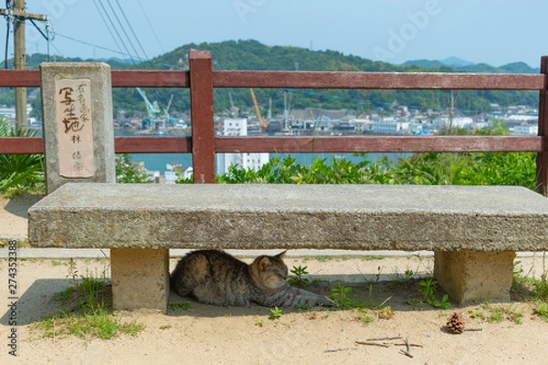 Obraz 尾道の野良猫