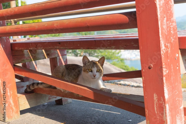 Fototapeta 尾道の野良猫