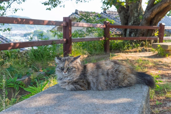 Obraz 尾道の野良猫