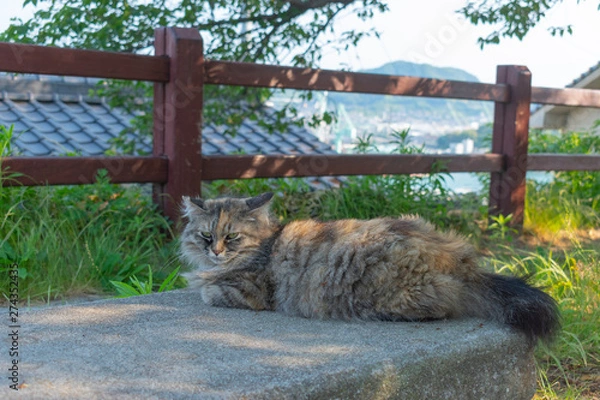 Obraz 尾道の野良猫