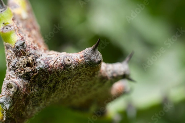 Fototapeta The cactus thorn that is sharp