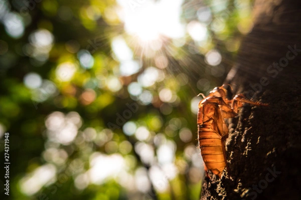 Obraz Cicada Insect metamorphosis skin with sunshine 