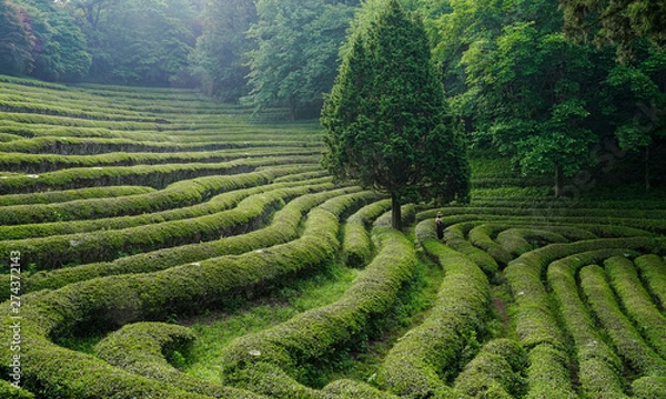 Fototapeta 보성 대한다원의 아침 풍경