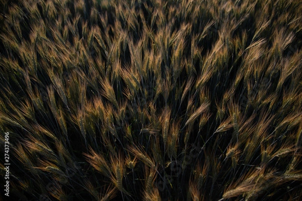 Obraz abstract background with wheat 