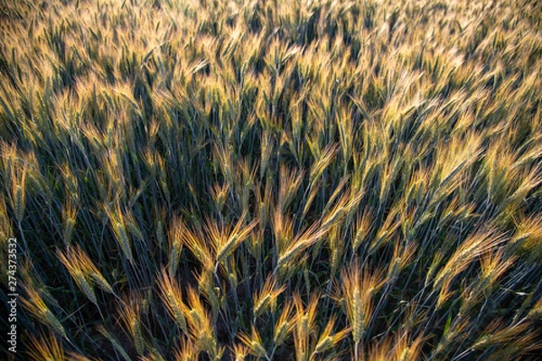 Obraz abstract background with wheat 