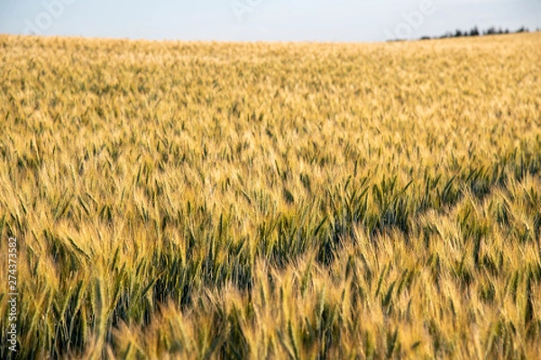 Obraz golden wheat field