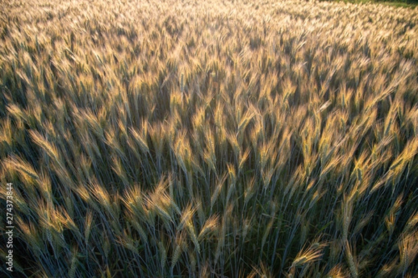 Obraz wheat in the wind