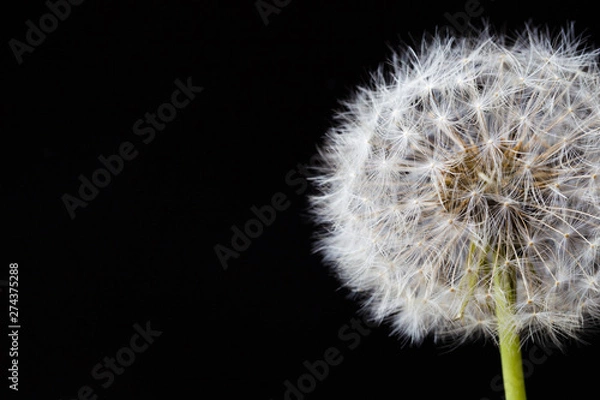 Obraz Dandelion clock, close-up, macro - Image .