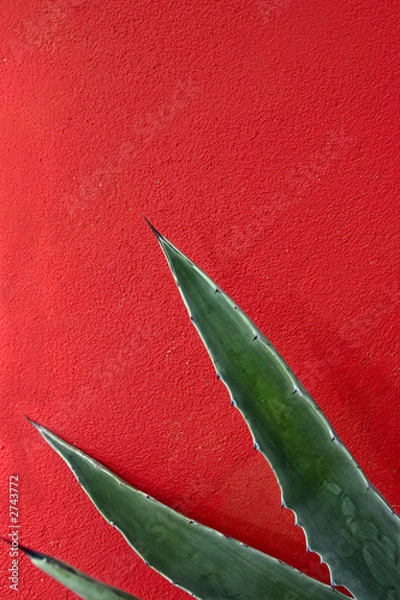 Obraz agave abstract