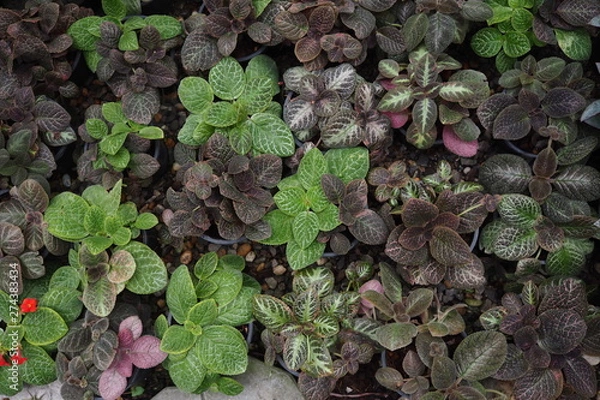 Obraz Garden Tree Leaves