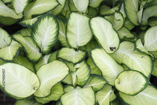 Obraz Garden Tree Leaves