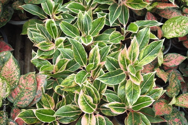 Obraz OLYMPUS DIGITAL CAMERA