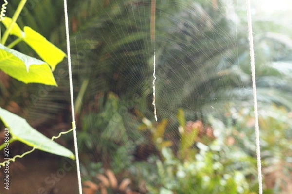 Obraz Spider Web Natural