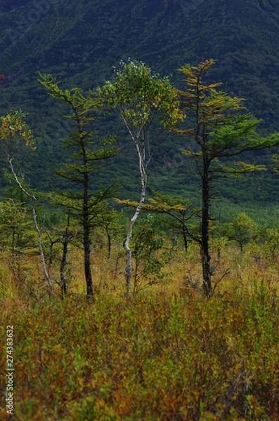 Fototapeta 戦場ヶ原の秋　一人旅