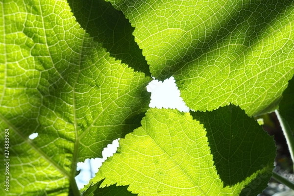 Obraz Garden Tree Leaves