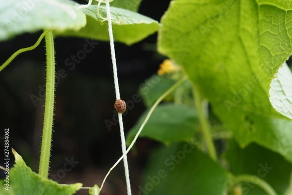 Obraz Red Ladybug Cucumber Plant 
