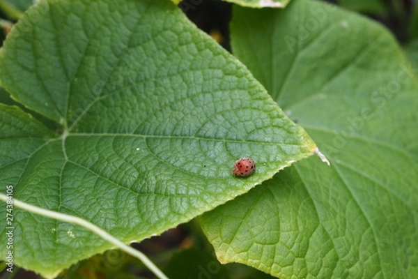 Obraz Red Ladybug Cucumber Plant 