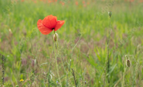 Obraz red poppy in field