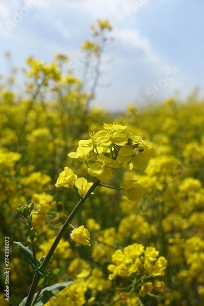 Fototapeta 제주도 유채꽃