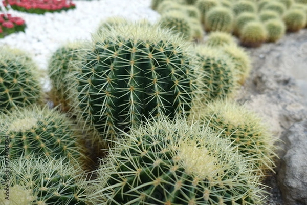 Fototapeta 선인장