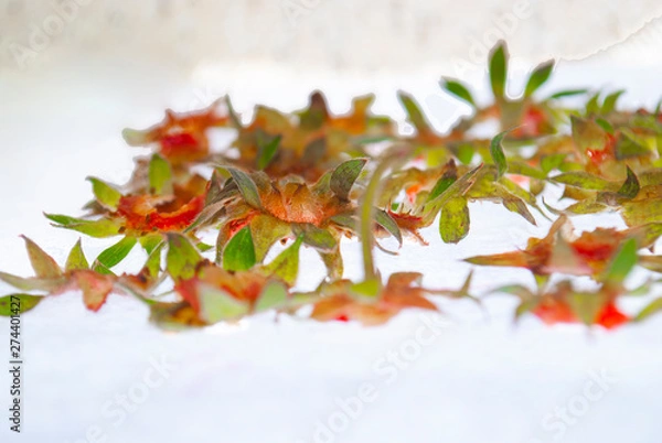 Obraz Green tails from strawberries on a glass table