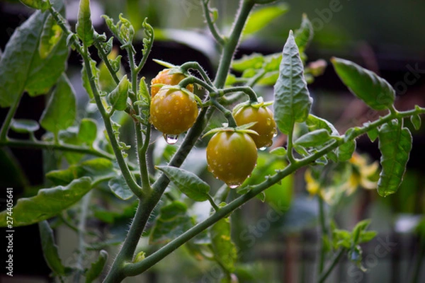 Obraz Tomato Plant in the garden on a rainy day