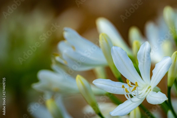 Obraz Agapanthus