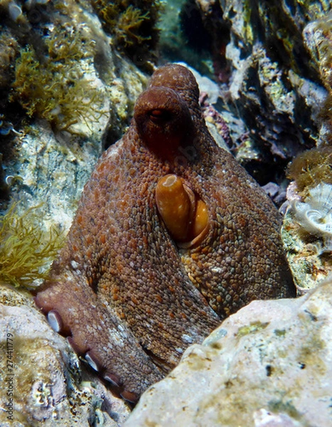 Obraz Octopus in the Mediterranean seabed