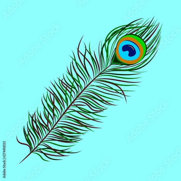 Obraz Vector image of peacock feather