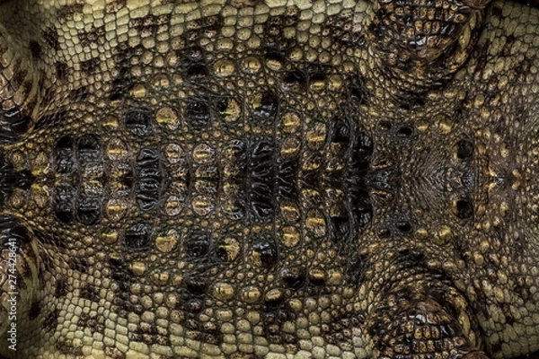 Fototapeta Genuine crocodile leather background image For making leather.