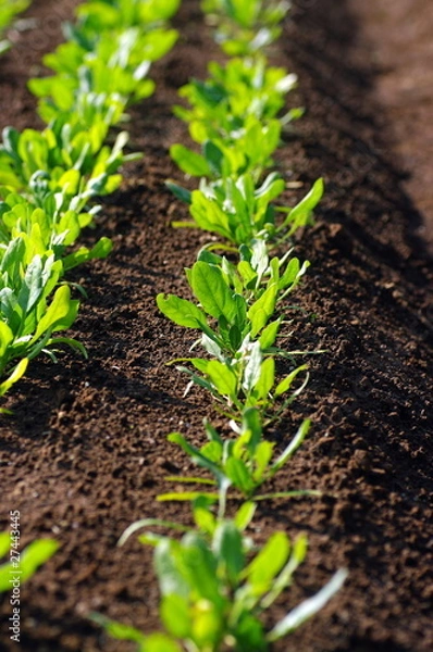 Obraz ほうれん草畑/国産野菜