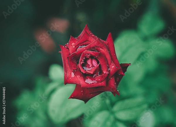 Obraz red rose with water drops