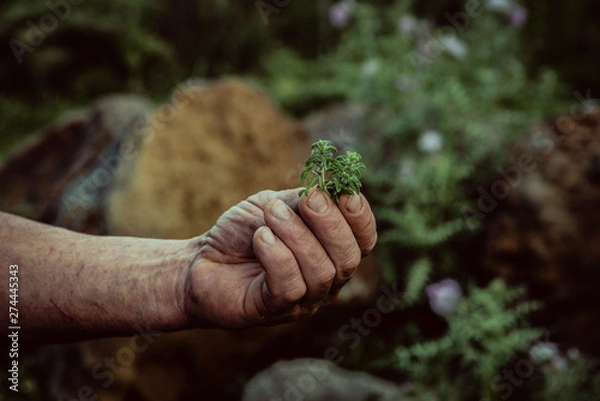 Fototapeta Erba aromatica 