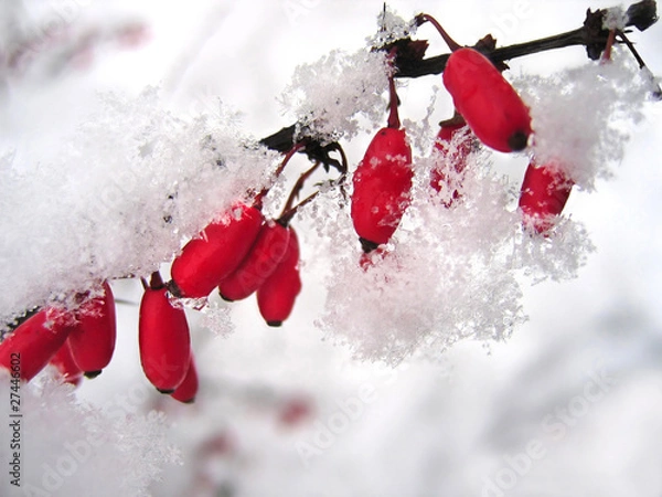 Obraz Barberries in the snow