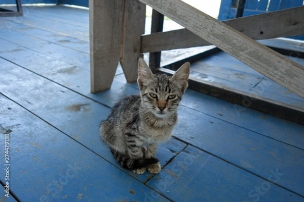 Fototapeta little cat