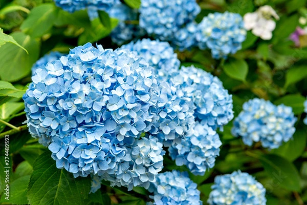 Obraz Hydrangea in full bloom in Japan