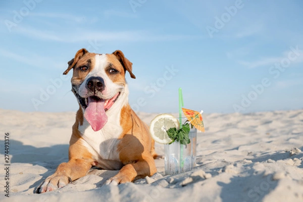 Fototapeta Cute dog on the beach and a glass of cold cocktail drink. Summer vacation, time by the seaside concept: smiling dog posing next to a refreshment on the sand in sunlight