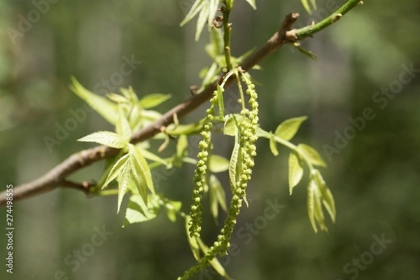 Fototapeta Flowers of a bitternut hickory, Carya cordiformis.