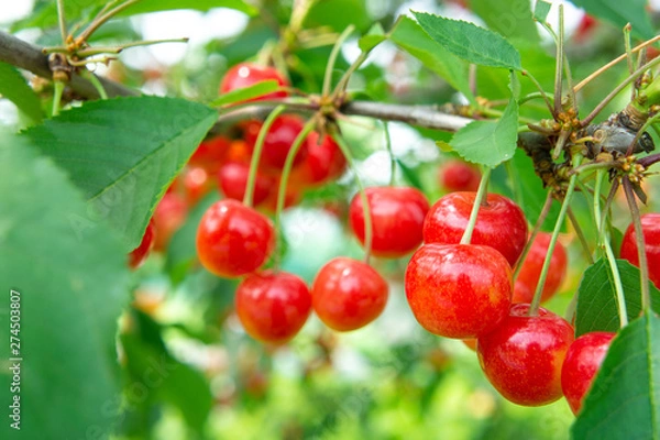 Obraz さくらんぼ