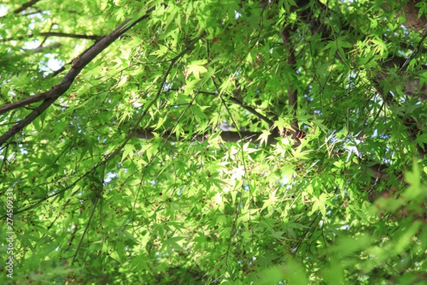 Fototapeta Green leafs 