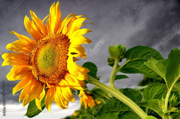Fototapeta słonecznik