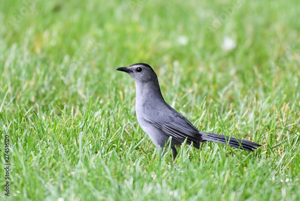 Obraz gray catbird in the green meadow