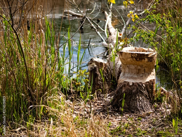 Obraz OLYMPUS DIGITAL CAMERA